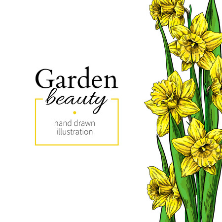 Daffodil flower and leaves border drawing. Vector hand drawn floral frame. Botanical  sketch. Great for tattoo, invitations, greeting cards, decor, wedding invitation, greeting cards.のイラスト素材