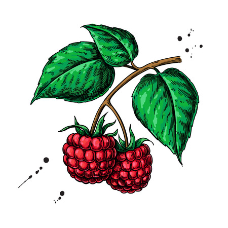 Raspberry vector drawing. Isolated berry branch sketch on whiteのイラスト素材