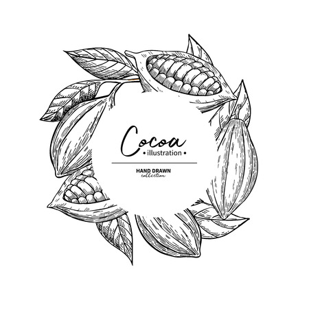 Cocoa frame. Vector superfood drawing template.  Fruit, leaf andのイラスト素材