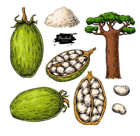 Baobab vector super food drawing.のイラスト素材