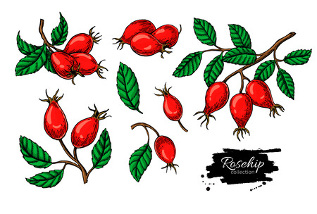 Rosehip  drawing set Isolated berry branch sketch on whiteのイラスト素材