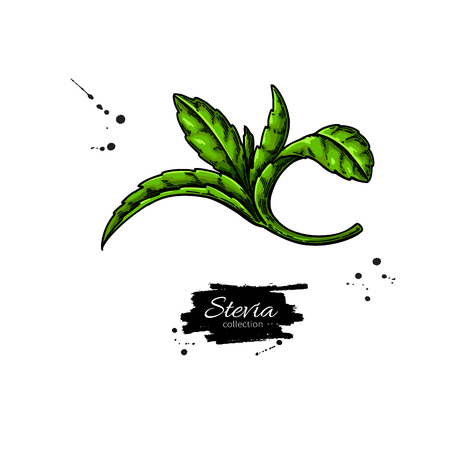 Stevia   drawing.のイラスト素材