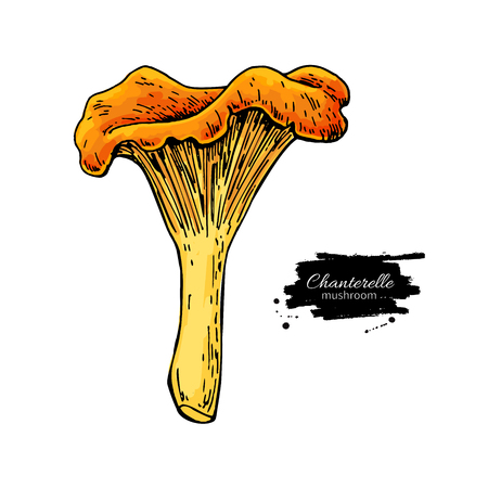 Chanterelle mushroom hand drawnのイラスト素材