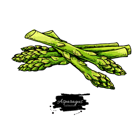 Asparagus hand drawn vector illustration. Isolated Vegetable colorful object. Detailed vegetarian food drawing. Farm market product. Great for menu, label, iconのイラスト素材