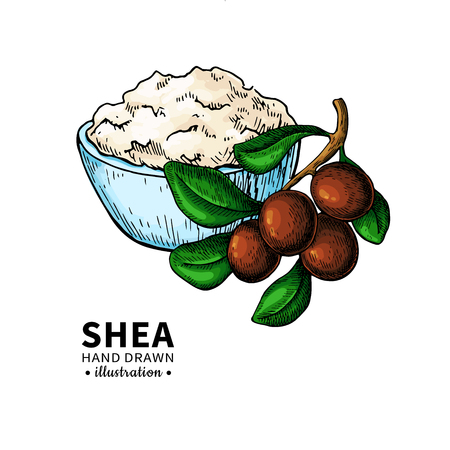 Shea butter vector drawing. Isolated illustration of nuts, butter and leaves. Organic oil and butter sketch. Beauty and spa, cosmetic ingredient. Great for label, poster, flyer, packaging design.のイラスト素材
