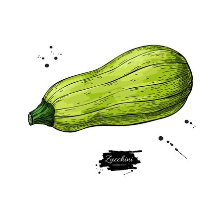 Zucchini hand drawn Isolatedのイラスト素材