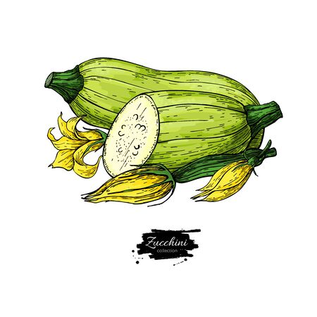 Zucchini hand drawn Isolated Vegetable object with sliced pieces and flowerのイラスト素材