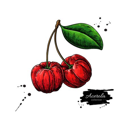 Acerola fruit vector drawing. Barbados cherry sketch. Vintage illustration of superfood.のイラスト素材