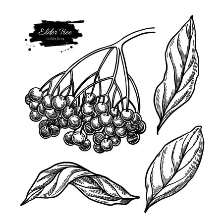 Black elderberry vector drawing set. Hand drawn botanical branch with berries and leaves. Engraved illustration of herb. Sambucus sketch for tea, organic cosmetic, medicine, aromatherapyのイラスト素材
