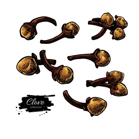 Clove vector drawing. Hand drawn sketch. Seasonal food illustration isolated on whiteのイラスト素材