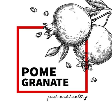 Pomegranate label vector drawing. Fruit engraved template for juice. Hand drawn summer illustration. Vintage banner, product packaging, design concept. Tropical poster, invitation frame or border.のイラスト素材
