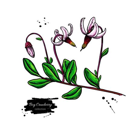 Bog cranberry vector drawing. Vaccinium oxycoccos isolated illustrationのイラスト素材