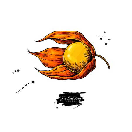 Physalis fruit vector drawing. Golden berry sketch. Botanical illustration of superfood. Hand drawn icon for label, poster, packaging design.のイラスト素材