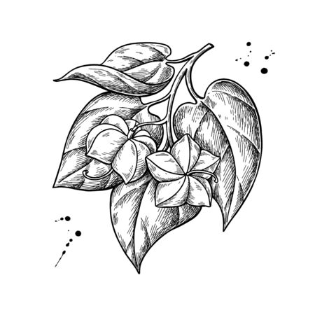 Sacha inchi vector drawing on whiteのイラスト素材