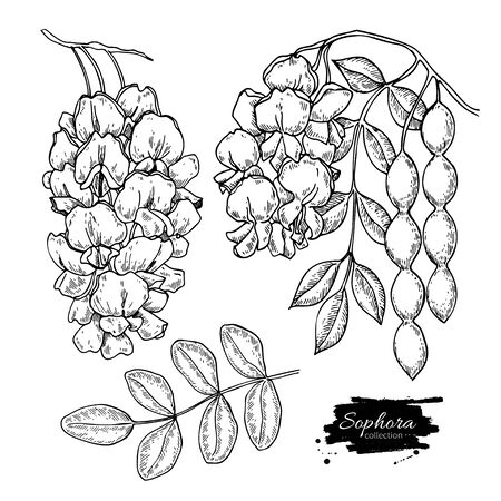 Sophora Japonica vector drawing. Hand drawn botanical branch with flowers, pod and leaves.のイラスト素材