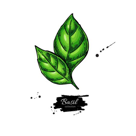 Basil vector drawing. Isolated Basil leaves. Herbal illustration.のイラスト素材