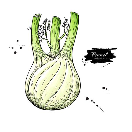 Fennel hand drawn vector illustration. Isolated Vegetable object. Detailed vegetarian food drawing. Farm market product. Great for menu, label, iconのイラスト素材