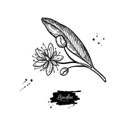 Linden branch drawing. Vector lime tree flowerのイラスト素材