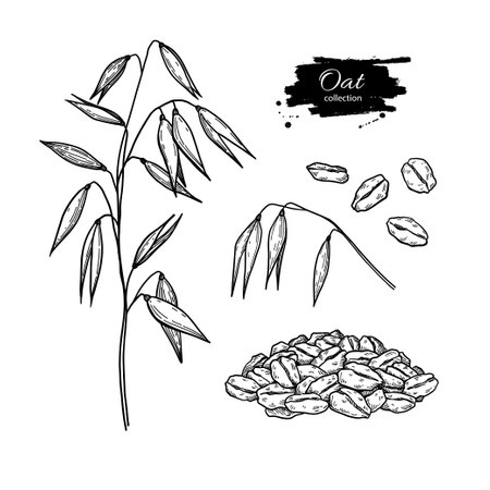 Oat plant, ears, grain and oat flakes vector drawing. Oatmeal breakfast food sketch. Hand drawn illustrationのイラスト素材