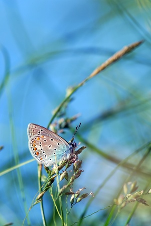 copper-butterfly in the green grass against the bright blue skyの写真素材