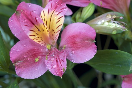 alstroemeria flower in drops of dewの写真素材