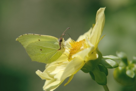 yellow butterfly on a big yellow flowerの写真素材