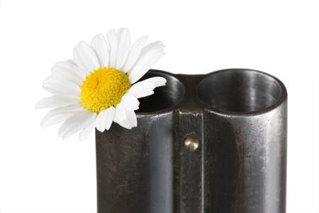 Flower of a camomile in a trunk of a fowling piece