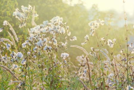early morning on a summer meadowの写真素材