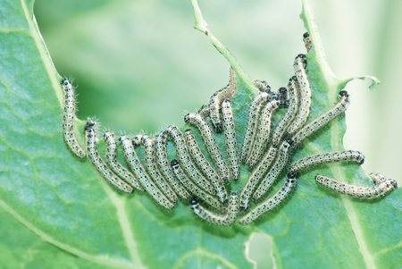 Many caterpillars of cabbage butterfly eat cabbage leaf