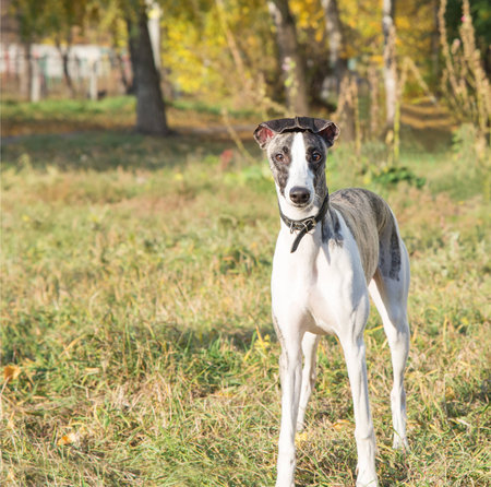 Young purebred whippet dog in autumn park standing and looking at the cameraの写真素材