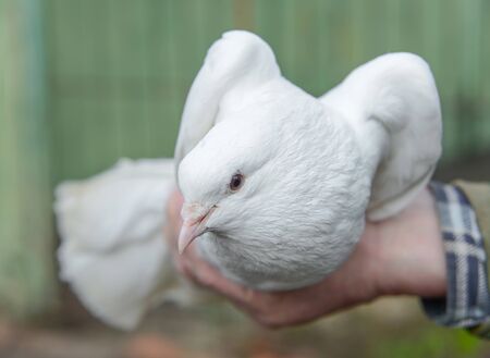 Man's hand holds a white doveの写真素材