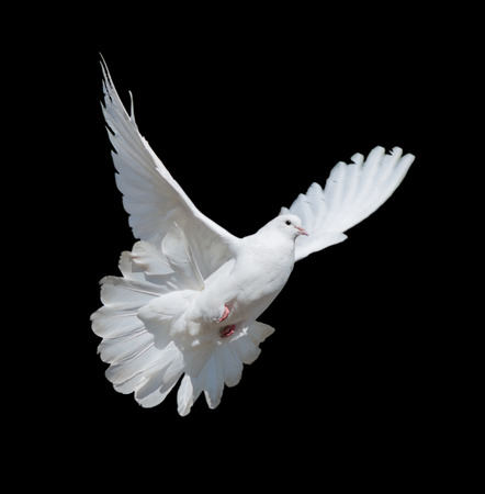 Flying white dove isolated on a black backgroundの写真素材