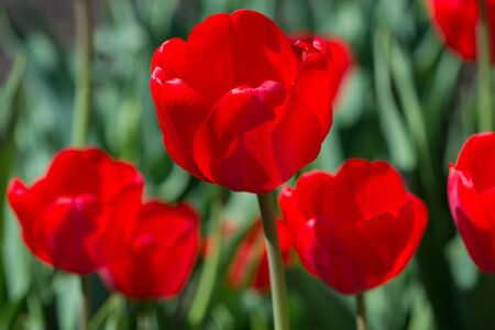 Several large red tulips on the flowerbed closeup
