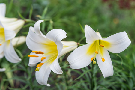 Several large flowers of white tubular  lilies outdoors close-upの写真素材
