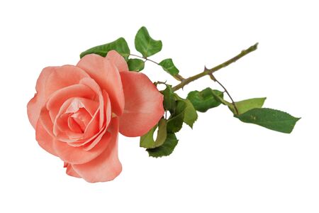 One pink rose isolated on white backgroundの写真素材