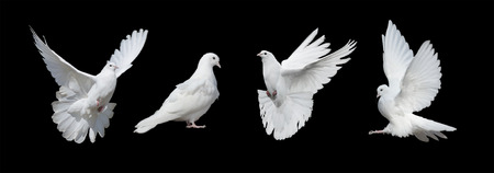 Four white doves  isolated on a black backgroundの写真素材