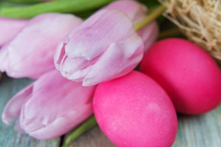 Two red eggs and fresh pink tulips closeupの写真素材