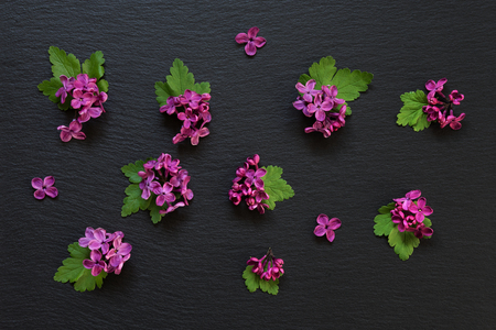 Small red flowers of lilac and green leaves are spread on a black slate; flat lay; top view; overhead viewの写真素材