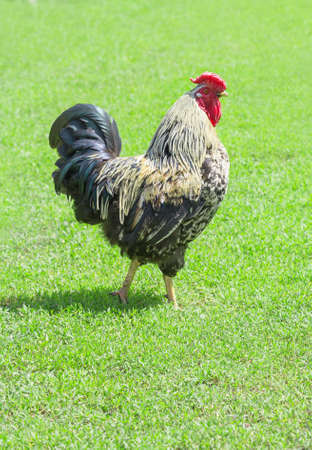 Beautiful motley cock with a magnificent red crest walking on green grass outdoors