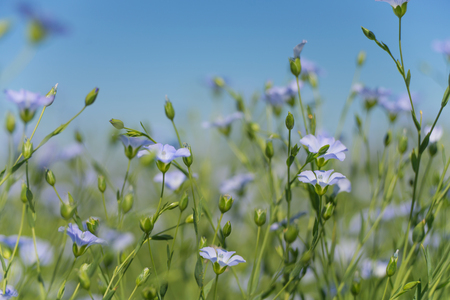 Blue flowers of flax in a field against the blue sky, in summer, close up,  shallow depth of fieldの写真素材