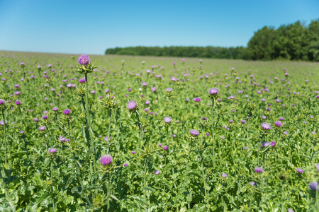 Large plantation of medicinal plant Milk thistle (lat. Carduus marianus L., Mariana mariana Hill) outdoors against a blue skyの写真素材