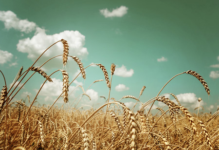 Beautiful rural landscape: a large field of ripe wheat and blue sky with white clouds; toned imageの写真素材