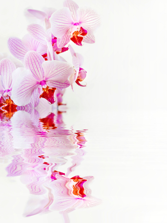 Beautiful Phalaenopsis orchid branch with striped white and pink flowers on white background reflected in a water surface with small waves, with space for textの写真素材
