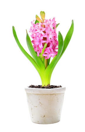 Pink hyacinth in a white ceramic flowerpot isolated on white backgroundの写真素材
