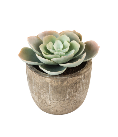 Blue-green indoor plant succulent echeveria in ceramic pot isolated on white backgroundの写真素材