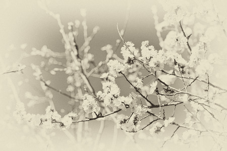 Toned photo of flowering cherry branches stylized in retro styleの写真素材