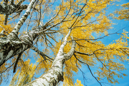 Old autumn birch trees with yellow leaves against background of blue sky, view up. Sunny day in the fall forestの写真素材