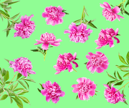 Beautiful summer floral set of many pink peonies with green leaves, isolated on green backgroundの写真素材