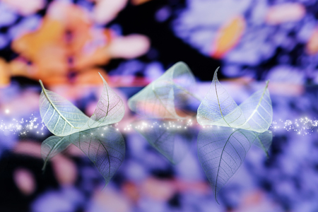 Transparent white leaves are on mirror surface with reflection on dark-blue background, abstract macro with bokeh. Artistic image of ship in lake waters. Natural dreamy artistic image. Fairytale wallpaperの写真素材