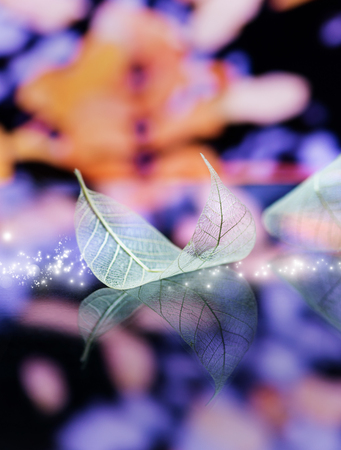 Transparent white leaves are on mirror surface with reflection on dark-blue background, abstract...